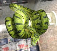 a green snake is curled up on a newspaper holder