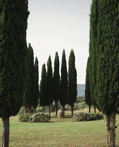 several tall trees line the ground in an open field