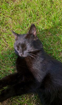 a black cat laying in the grass with its eyes closed and it's head up