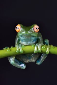 a frog sitting on top of a green branch