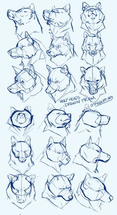 some sketches of different animals that are in the style of an animal's head