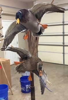 two birds are flying over a pole in a garage