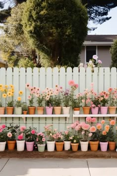 many potted flowers are lined up on a shelf in front of a white picket fence