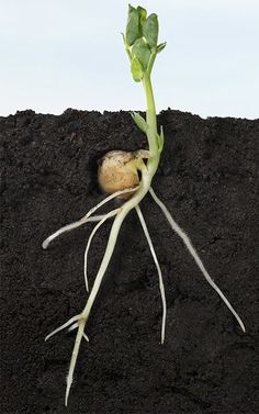 a plant sprouting from the ground with roots and leaves on it's end