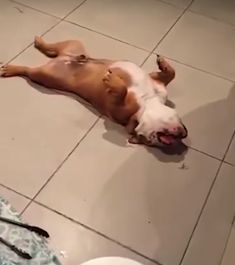 a brown and white dog laying on top of a tiled floor