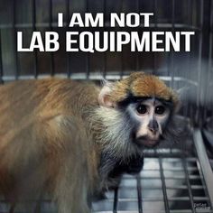 a monkey in a cage with the caption i am not lab equipment