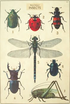 an image of bugs and insects