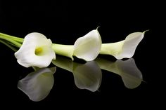 three white flowers on a black background with water reflection in the foreground and one flower bud still attached