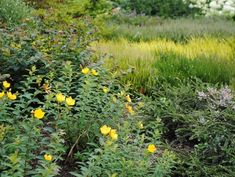 some yellow flowers are growing in the grass