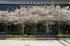 two park benches sitting next to each other in front of a building