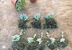 several succulents are arranged in the shape of a face on a wooden table