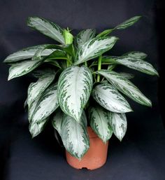 a potted plant with white and green leaves