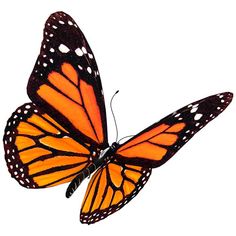 an orange and black butterfly flying in the air