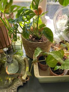 some plants are sitting in pots on a table