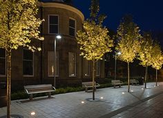 trees and benches are lit up at night