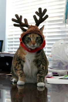 a cat wearing reindeer antlers on its head