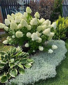 some white flowers and green plants in the grass