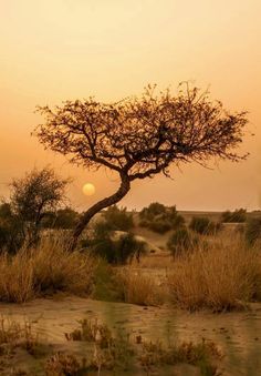 the sun is setting behind a tree in an arid area with dry grass and bushes