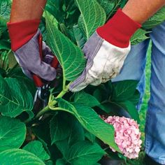 a man in red gloves is trimming the leaves of a plant