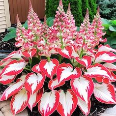 red and white flowers are blooming in the garden