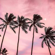 palm trees blowing in the wind with a pink sky background and sun shining through them