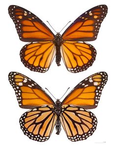 three monarch butterflies, one orange and the other black with white dots on wings are facing opposite directions