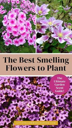 the best smelling flowers to plant