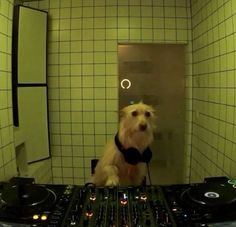 a white dog wearing a bow tie sitting in front of dj equipment