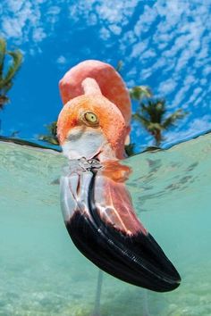 a bird that is floating in the water