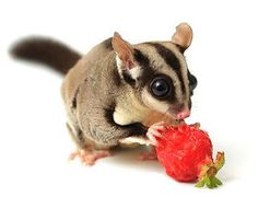 a small rodent eating a strawberry on a white background