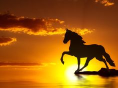 the silhouette of a horse is shown against an orange sky and water at sunset with clouds