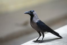 a black and gray bird is standing on the ledge