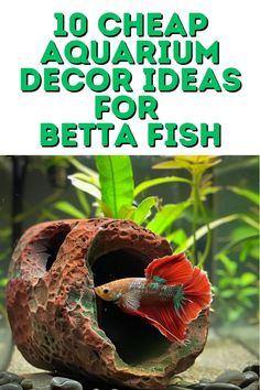 the top 10 cheap aquarium decor ideas for betta fish in an aquarium with text overlay