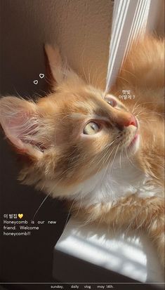 an orange and white cat laying on top of a window sill next to a wall