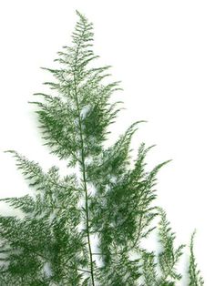 a tall green plant with snow on it's leaves in the foreground, against a white background