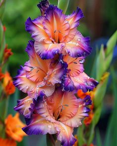 an orange and purple flower with drops of water on it