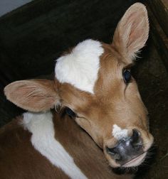 a brown and white cow laying on top of a floor