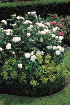 white roses are growing in the middle of a hedged garden area with yellow and pink flowers