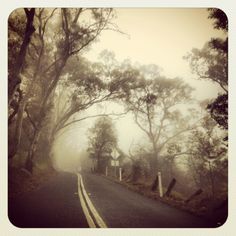 an empty road surrounded by trees on a foggy day