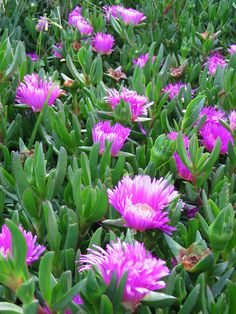 purple flowers are blooming in the grass