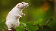 a white rat sitting on top of a tree branch next to green leaves in the forest