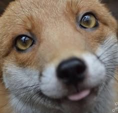 a close up of a dog's face with an orange and black nose looking at the camera