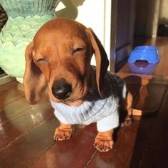 a small brown dog wearing a sweater on top of a wooden floor