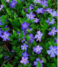 some blue flowers are growing in the grass