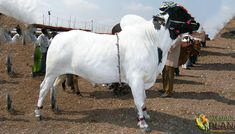 a large white cow standing on top of a dry grass covered field next to people