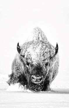 an animal that is standing in the snow