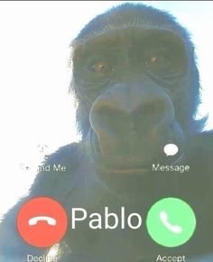 an image of a monkey on the phone with texting below it that says, papalo