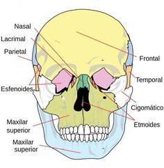 an image of a human skull with labels on the front and back side, labeled