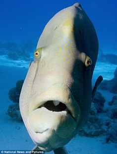 a close up of a fish with its mouth open and eyes wide open on the ocean floor