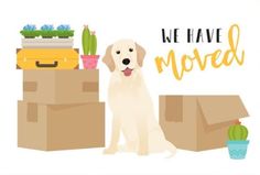 a dog sitting in front of boxes and cacti with the words we have moved